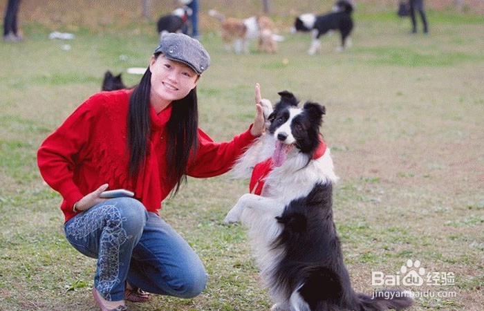 如何在狗市上挑选一只边牧