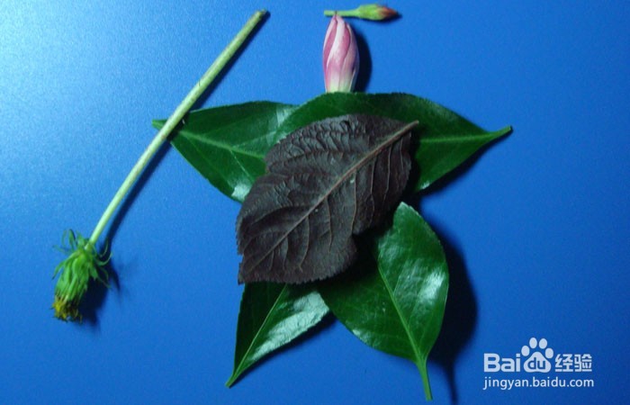 植物拼装画之田园之乐