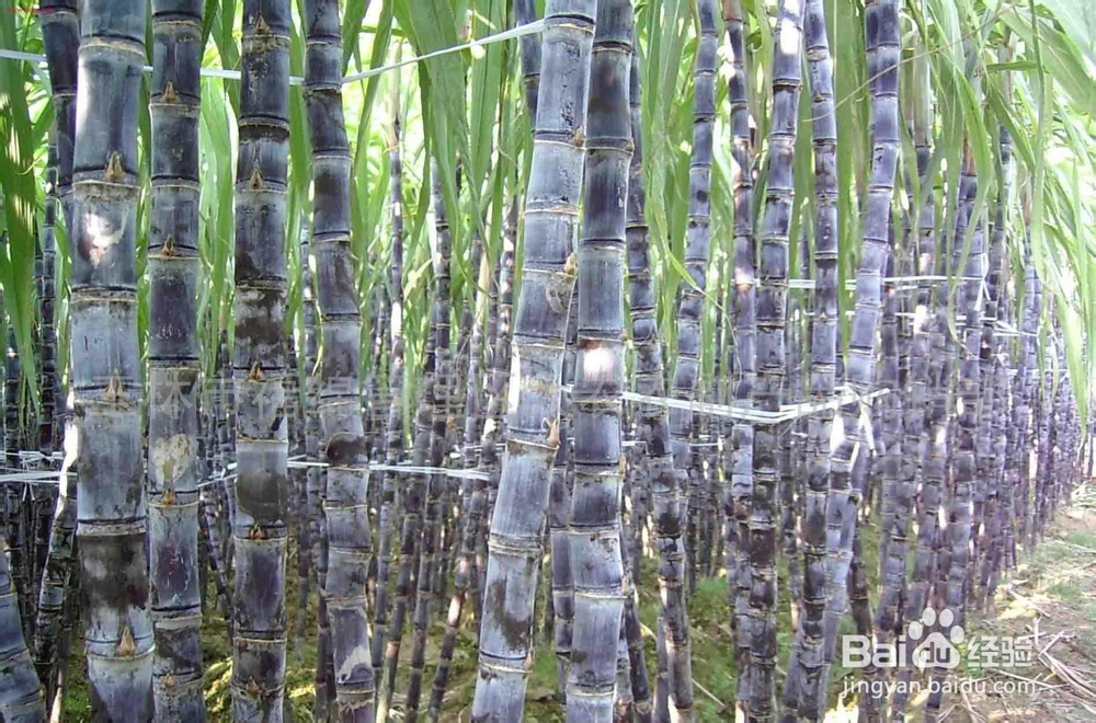 女性秋季补血吃什么