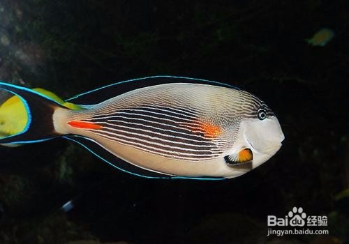 怎样预防海水鱼的细菌性出血病