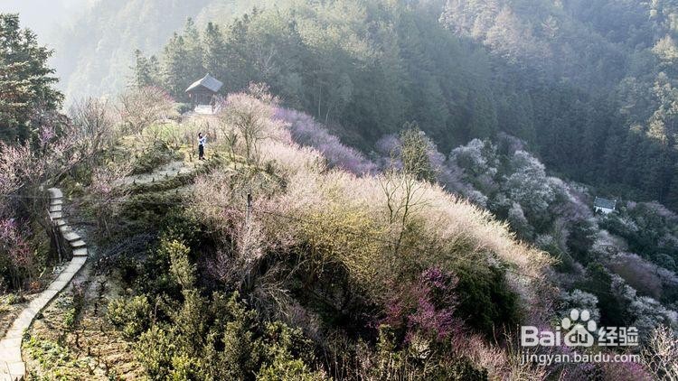 卖花渔村游玩攻略