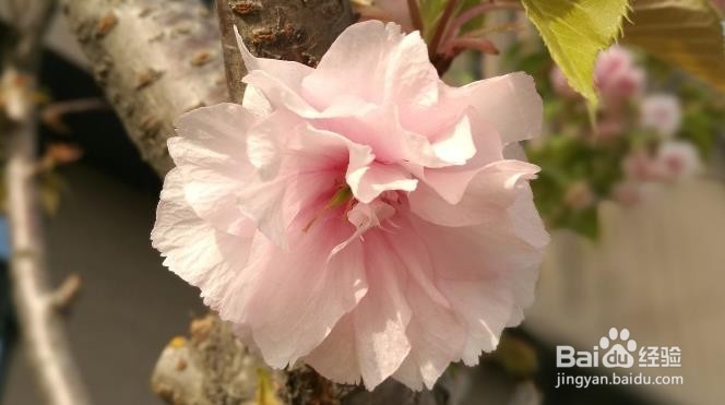 华为p10拍照模糊怎么设置？