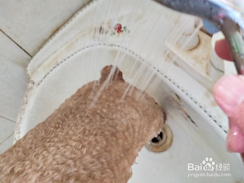 如何为家里的宠物狗洗澡