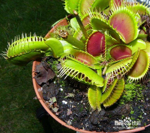 怎么种植捕蝇草？种植捕蝇草需要注意些什么？