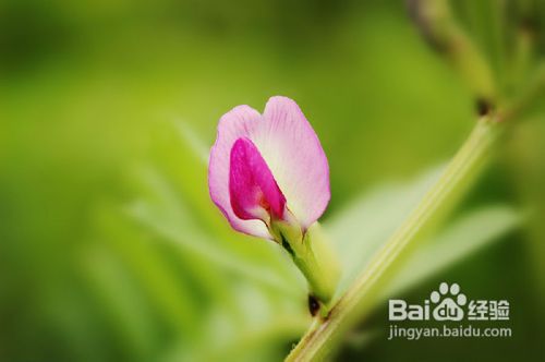 关于过敏性紫癜的症状