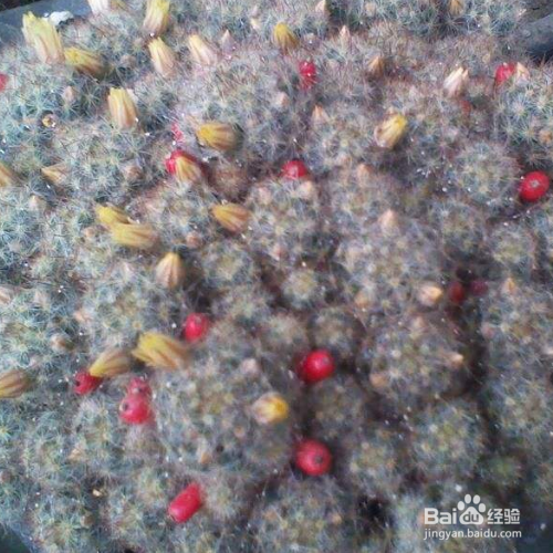 该怎么养好松霞？