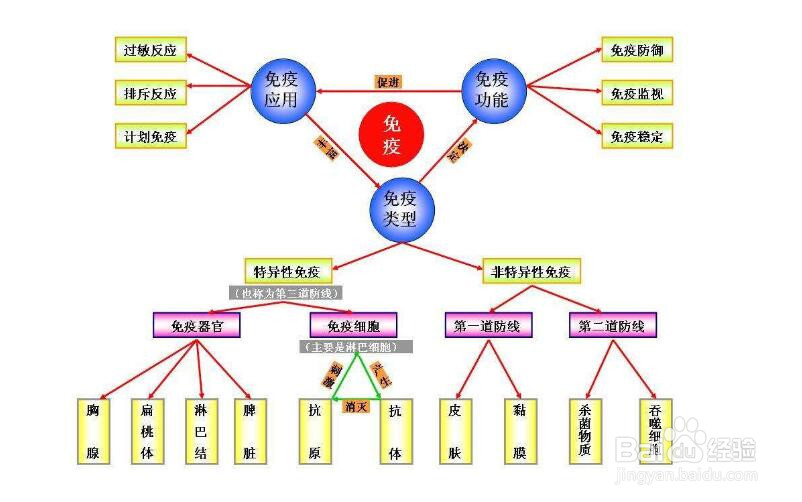 春节怎样增强抵抗力不生病
