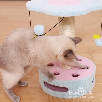 如何爱宠物一辈子