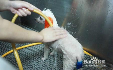 收养流浪狗你需要准备哪些？