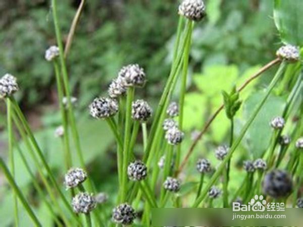 女人用白开水泡“它”喝, 排毒燃脂甩掉大肚腩