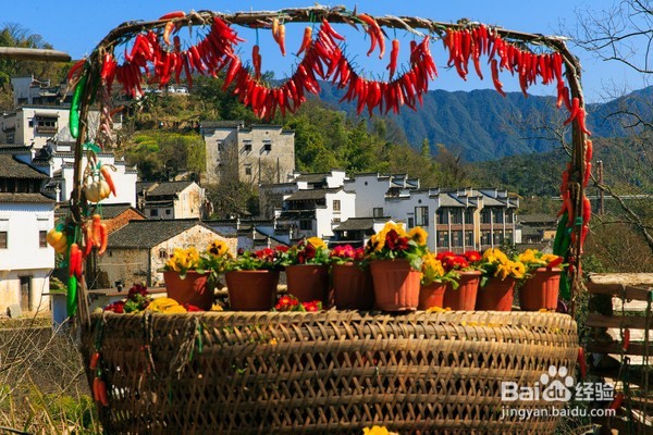 哪里油菜花不好看,为何要去婺源,给你一个答案