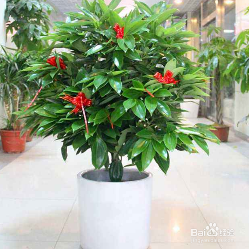 平安树被锯了以后还能存活么?