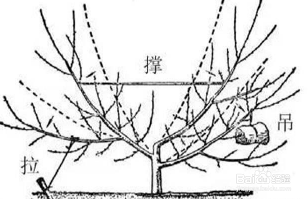 夏季桃树怎样修剪