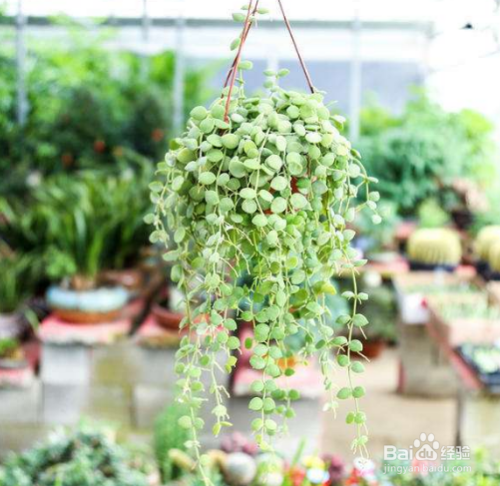 吊金钱花如何养