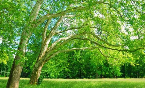 枝叶茂盛的一面是什么方向