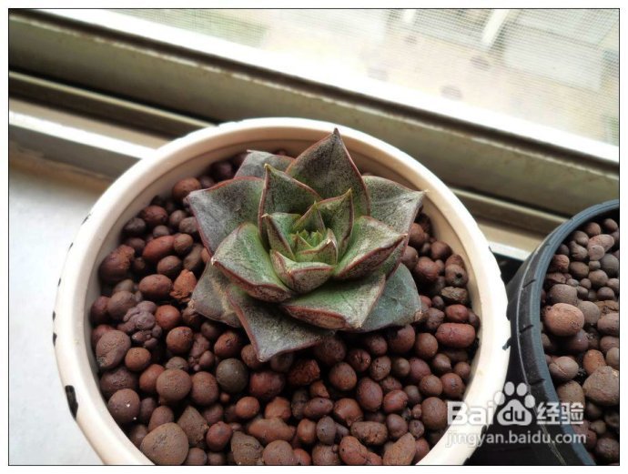 左上:茜之塔   左下:宝石花 右上:爱染锦   右下:黑法师(收