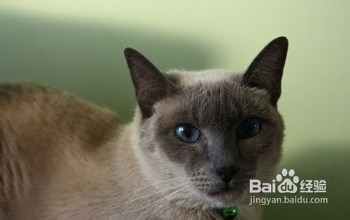 如何预防暹罗幼猫的死亡？