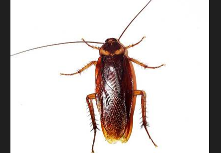 晚上有蟑螂不敢睡觉怎么办