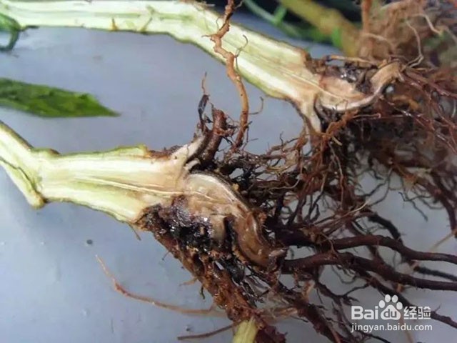 根腐病预防方法有哪些根腐病危害哪些植物