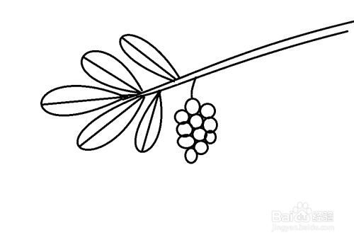 怎么画夏威夷果