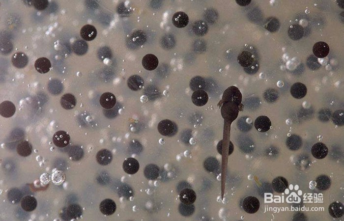 蝌蚪在水里怎么游