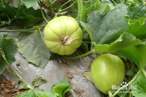 怎样挑选好吃的甜瓜