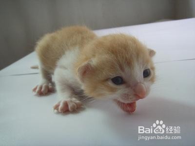 刚生下来的小猫怎么养