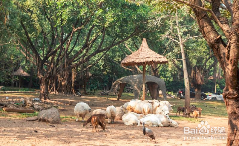 广州长隆野生动物世界攻略3