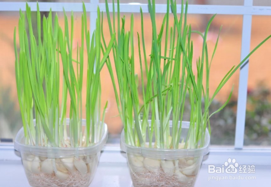 蒜发芽了怎么种水培蒜苗