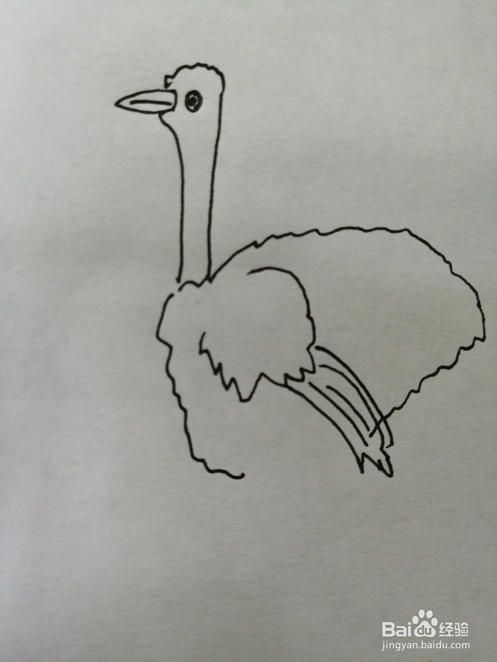 简笔画简单的鸵鸟怎么画