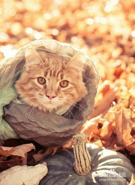 萌喵演绎9款围巾不同搭配,我的心已经被萌化了