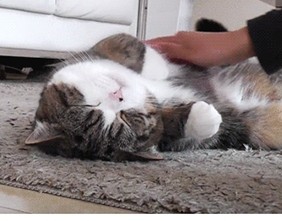 训练猫猫打滚的方法