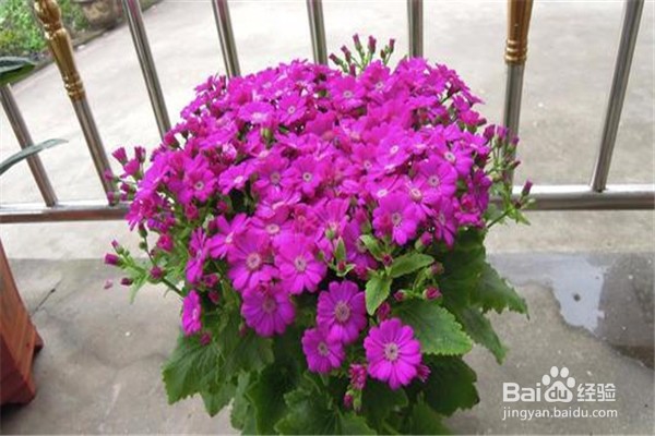 瓜叶菊怎么养比较好？