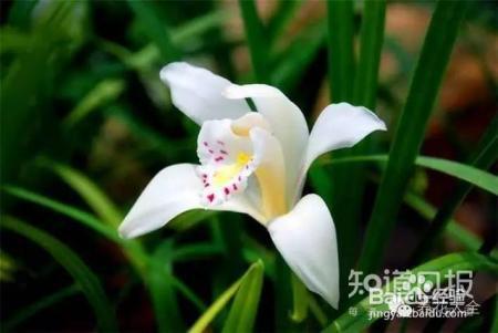 100种兰花品种图鉴，花开瞬间，艳冠群芳！