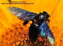 从蜂种进行蜂蜜分类,让您更好辨别蜂蜜好坏