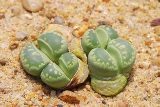 生石花浇水方法