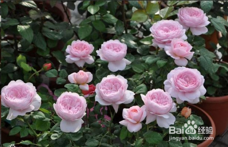 蓝妖：不可错过的经典灌木月季品种介绍