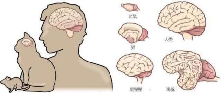 脑子越大越好吗有些人只有一层1毫米厚脑组织，智商高达126