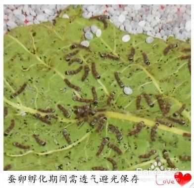 养蚕的方法及注意事项 百度经验