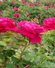 玫瑰种子怎么种