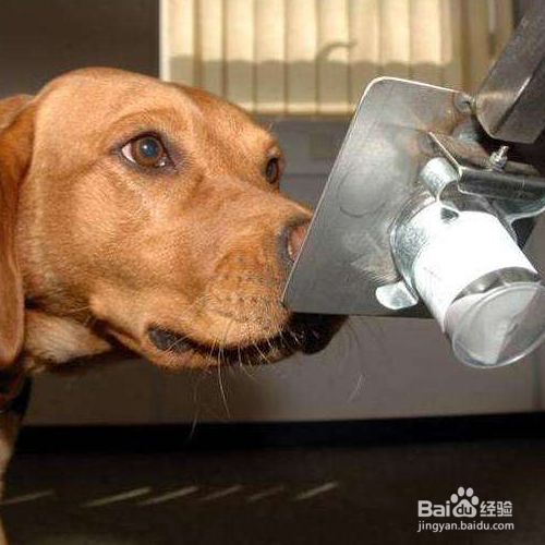 <b>狗狗能用鼻子闻出哪些疾病</b>