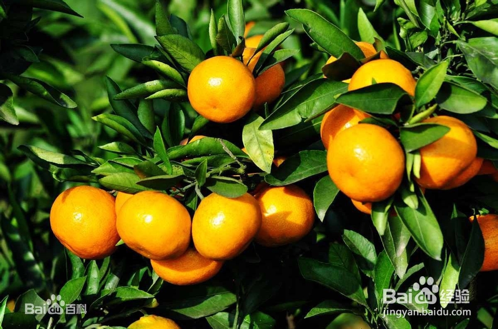 吃橘子有哪些好处？坏处？