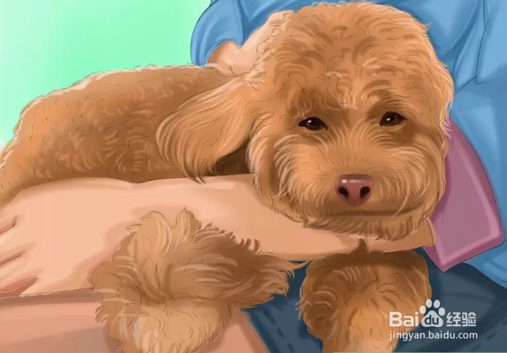 怎么判断斗牛犬是否怀孕