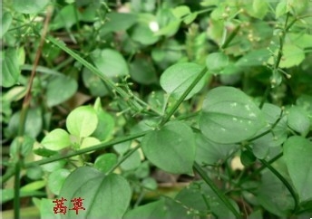 山茱萸的药用价值有哪些