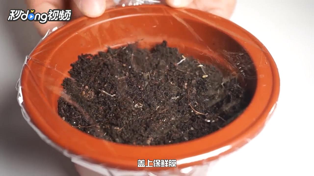 用种子怎么种薄荷