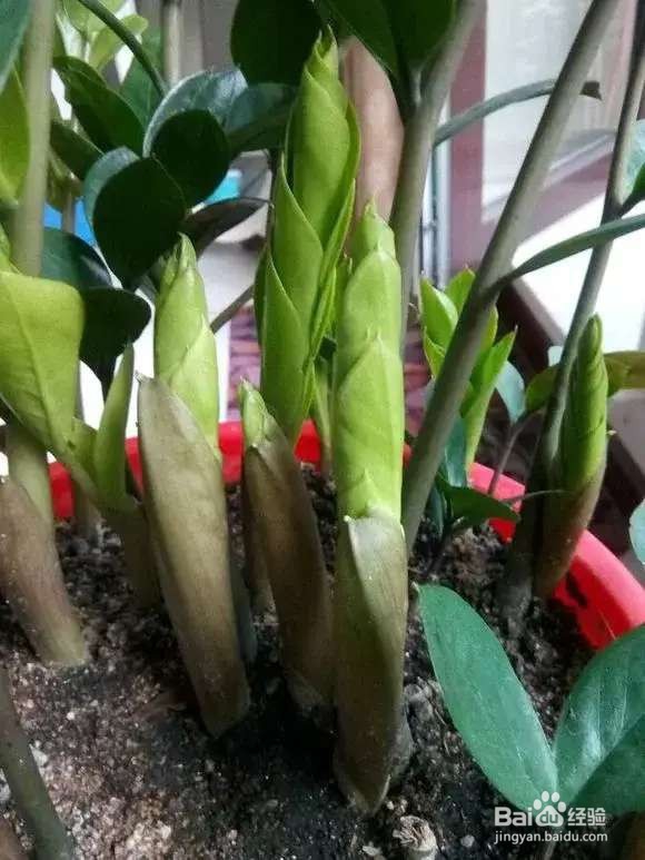 选盆很关键,4种花用小盆“挤着养”,才长得旺