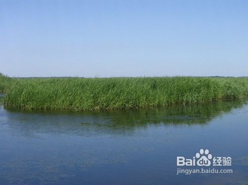 人工浮岛与生态浮岛和生物浮岛的区别用途