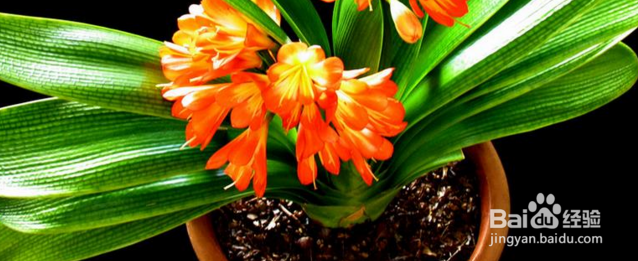 君子兰的养殖方法注意事项有哪些,这你知道吗?