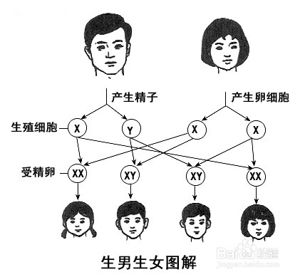 怎么样才能生儿子实战手册！