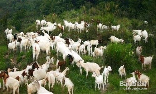 羊保种场如何避免近亲繁殖